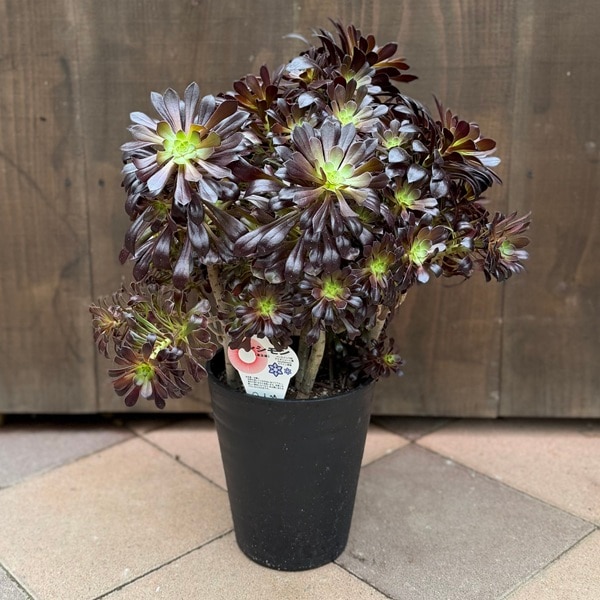 おしゃれ 観葉植物：アエオニウム*黒法師 クロホウシ 7号 Aeonium