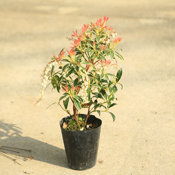 庭木・植木・苗：斑入アセビ（フレーミングシルバー）白花 4号