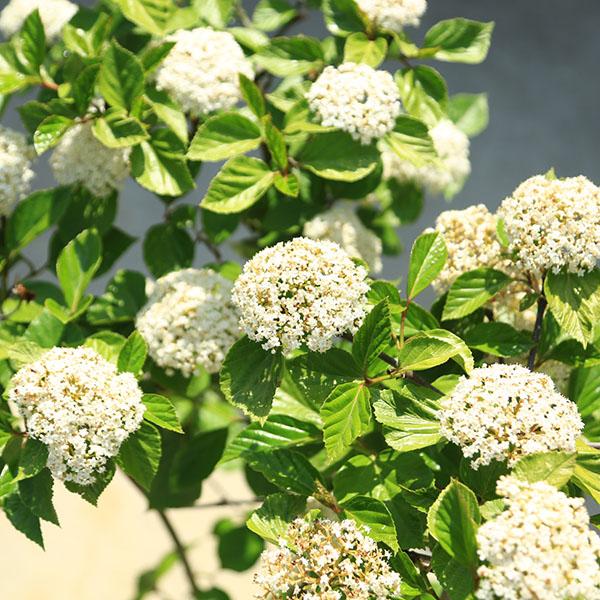 ハクサンボク　大型 庭木・植木・シンボルツリー：ハクサンボク（白山木） 手頃な大きさ