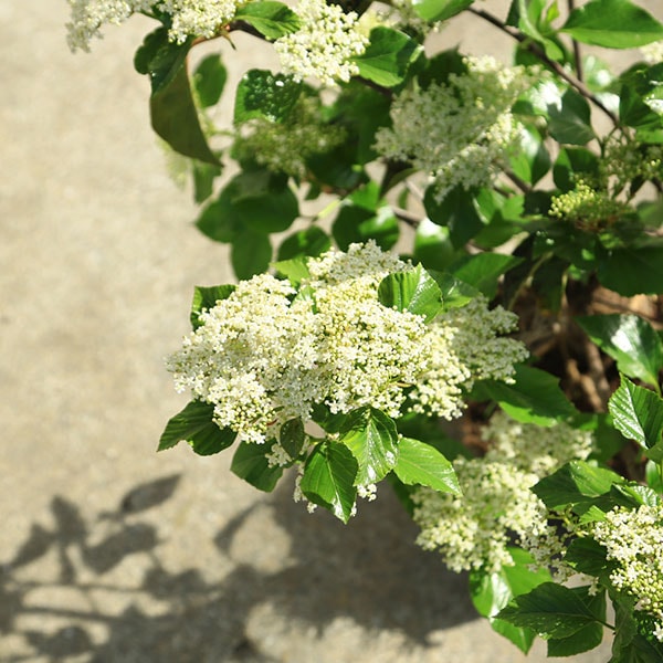 庭木・植木・シンボルツリー：ハクサンボク（白山木） 手頃な大きさ