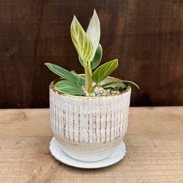観葉植物：フィロデンドロン ミニ バーキン 鉢植え*受皿付 ホワイト