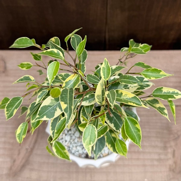 観葉植物：斑入り ベンジャミン 鉢植え*受皿付 フィカス | すべての