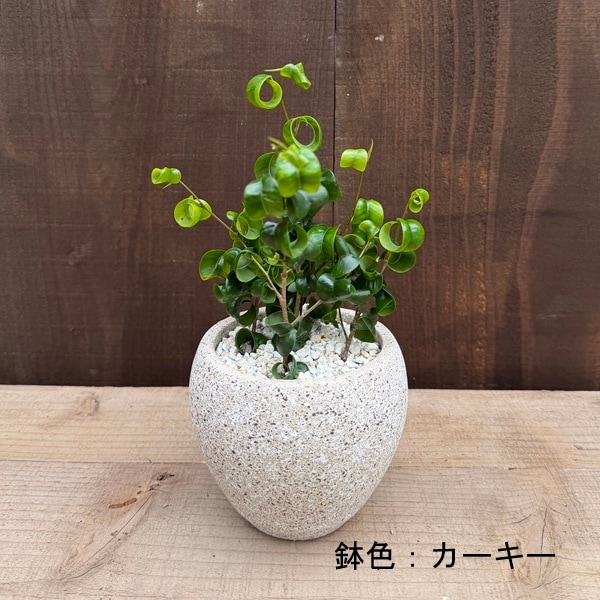 観葉植物：フィカス ベンジャミン バロック 鉢植え*受皿付 | すべての