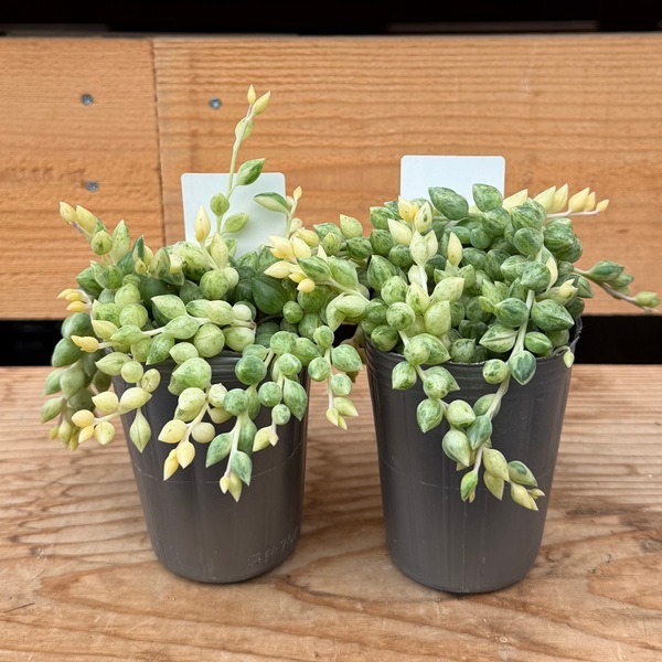 おしゃれ 観葉植物 苗：エンジェルティアーズ 2個セット*斑入り