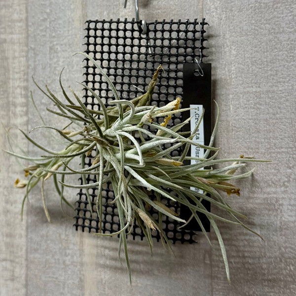 観葉植物 エアープランツ：チランジア クロカータxウスネオイデス