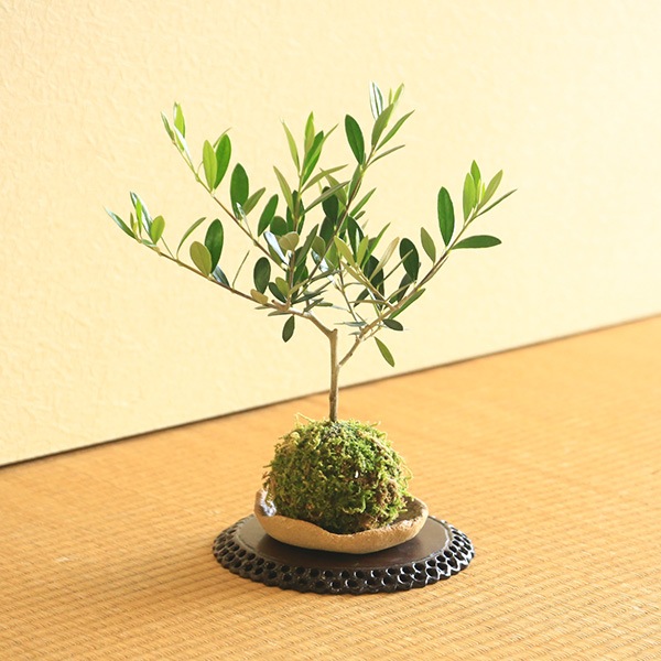 観葉植物 オリーブの木：苔玉 オリーブ エルグレコ*(信楽焼受け皿付き