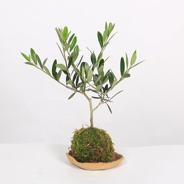 オリーブ　エルグレコ　盆栽オリーブ 陶器鉢 観葉植物 オリーブの木：苔玉 オリーブ エルグレコ*(信楽焼受け皿付き