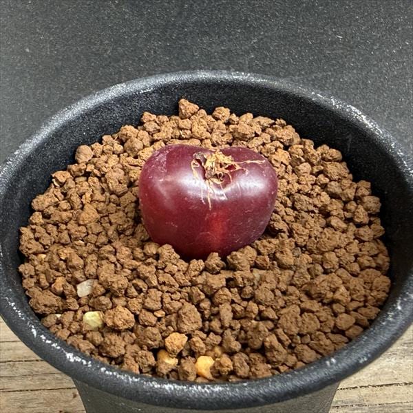 ���ò���¿����ʪ�����Υե��ĥ� �ޥ����ˡ�*��2���