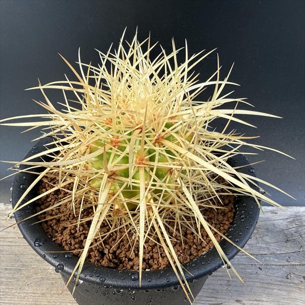 ���ܥƥ󡧥����Υ��������������ƥ�������*L����16cm�����־�����