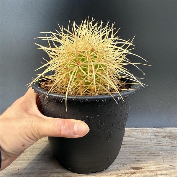 サボテン：エキノカクタス サカテカス金鯱*L 幅16cm ☆赤松実生