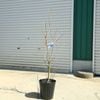 ���ڡ����ڡ��ġ����⡼���ĥ꡼ (�����)���꡼��ܡ��롡���ʸ¤�*8�桡�������