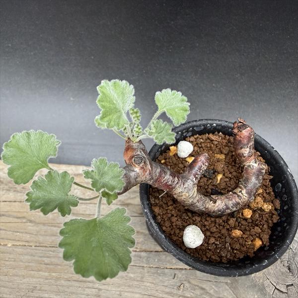 ☆特価☆コーデックス：ペラルゴニウム ミラビレ*幅9cm 現品！一品