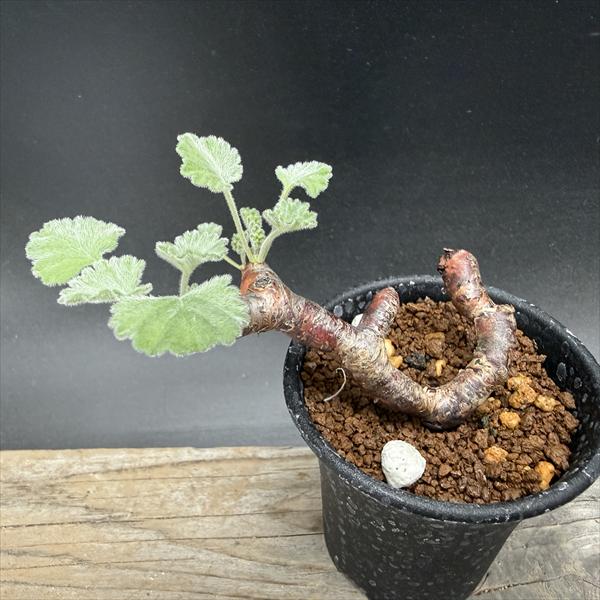 ☆特価☆コーデックス：ペラルゴニウム ミラビレ*幅9cm 現品！一品