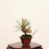 �ߺϡ����Ϲ���*���� ����ʪ �����ޤġ������ޥġ�Kuromatsu bonsai �ߥ��ߺ�