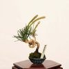 �ߺϡ����Ϲ���*���� ����ʪ �����ޤġ������ޥġ�Kuromatsu bonsai �ߥ��ߺ�