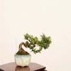 �ߺϡ������� *����  ����ʪ ����Ѥ�������ѥ� Sabina chinesis��Shinpaku bonsai �ߥ��ߺ�