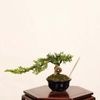 �ߺϡ������� *����  ����ʪ ����Ѥ�������ѥ� Sabina chinesis��Shinpaku bonsai �ߥ��ߺ�