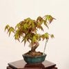�ߺϡ�������*���� ����ʪ ����ߤ�����ߥ���Momiji bonsai �ߥ��ߺ�