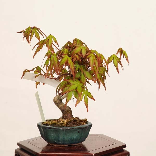 盆栽：山紅葉*現品 一点物 山もみじ モミジ Momiji bonsai ミニ盆栽
