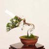 �ߺϡ����������� ����* ����Ѥ�������ѥ� Sabina chinesis��Shinpaku bonsai �ߥ��ߺ�