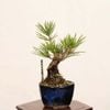 �ߺϡ��Ӿ�* ���� ����ʪ �ˤ����ޤ� �˥����ޥġ�nisikimatsu bonsai �ߥ��ߺ�
