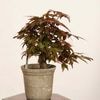 �ߺϡ�������*���� ����ʪ ����ߤ�����ߥ���Momiji bonsai �ߥ��ߺ�