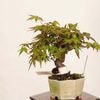 �ߺϡ�������*���� ����ʪ ����ߤ�����ߥ���Momiji bonsai �ߥ��ߺ�