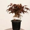 �ߺϡ�������*���� ����ʪ ����ߤ�����ߥ���Momiji bonsai �ߥ��ߺ�