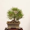 �ߺ� �����Ϲ���*���� ����ʪ �����ޤġ������ޥġ�Kuromatsu bonsai �����ߺ�