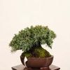 �ߺ� �������ξ�(�Ȥ��礦)������*�ȥ��祦 Juniperus rigida Tosyo bonsai�����ߺ�