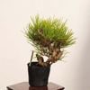 �ߺϡ����Ϲ���*���� ����ʪ �����ޤġ������ޥġ�Kuromatsu bonsai �����ߺ�