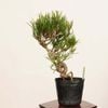 �ߺϡ����Ϲ���*���� ����ʪ �����ޤġ������ޥġ�Kuromatsu bonsai �����ߺ�