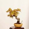 �ߺϡ�������*���� ����ʪ ����ߤ�����ߥ���Momiji bonsai �����ߺ�