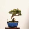 �ߺϡ�����(�����)*������ �����ޤġ������ޥġ�Kuromatsu bonsai �����ߺ�