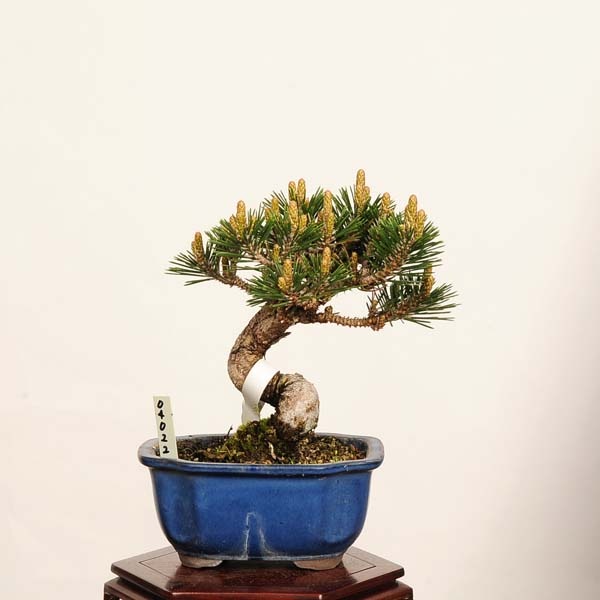 盆栽 黒松 千寿丸 現品 くろまつ クロマツ Kuromatsu bonsai 小品盆栽 すべての商品