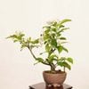 �ߺϡ����������ɤ�(ɱ����)������*�����ɥ� Miyanakaidou bonsai �����ߺ�