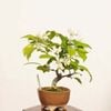 �ߺϡ����������ɤ�����*����ʪ ��ܫ�������ɥ� Miyanakaidou bonsai �����ߺ�