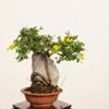�ߺϡ������(��줹����)����*���� ����ʪ ��쥹���ᡡMuresuzume bonsai �����ߺ�