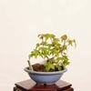 �ߺϡ���������*(ȭ�ҥ�ͭ)����ʪ �����ǡ������ǡ�Kaede bonsai   Acer �����ߺ�