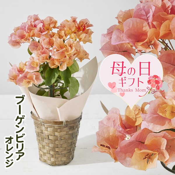 �٤�Ƥ�������������ե� �ץ쥼��ȡ��֡�����ӥ쥢�������*�Х����å��ա��֡�����ӥꥢ