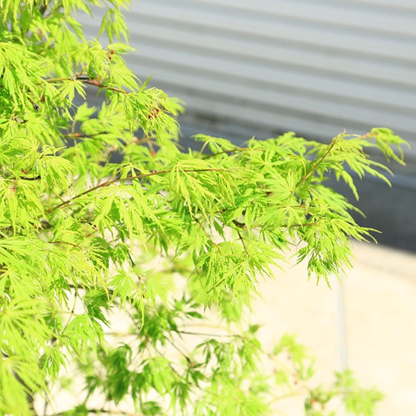 庭木：青しだれもみじ(枝垂れ紅葉) * 樹高100cm 佐川急便発送 当店お