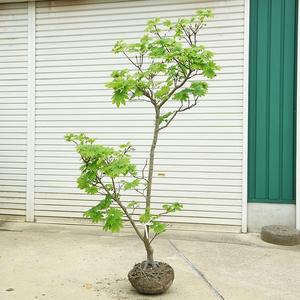 特撰庭木・植木：イタヤもみじ（青板屋モミジ）*イタヤカエデ 紅葉