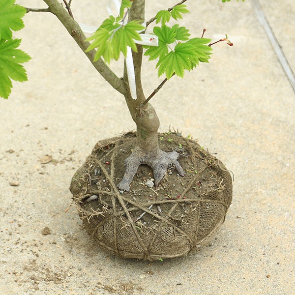 特撰庭木・植木：イタヤもみじ（青板屋モミジ）*イタヤカエデ 紅葉