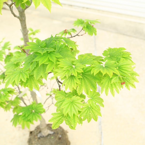 特撰庭木・植木：イタヤもみじ（青板屋モミジ）*イタヤカエデ 紅葉