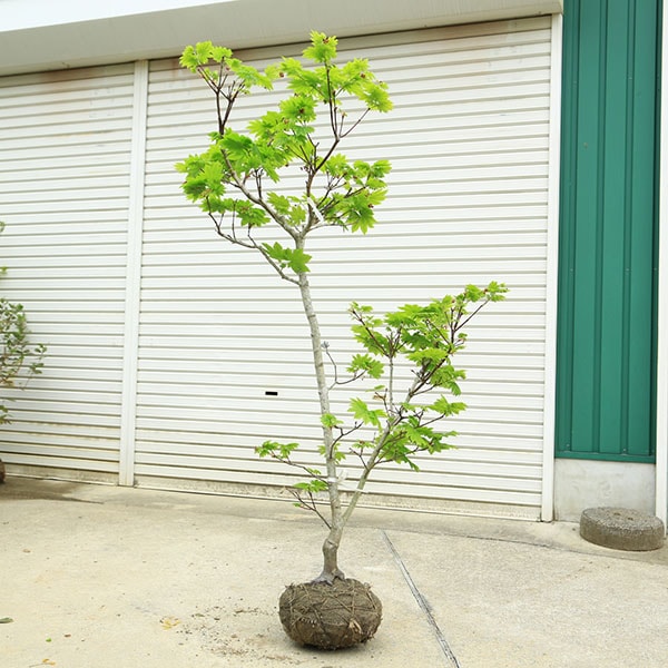 特撰庭木・植木：イタヤもみじ（青板屋モミジ）*イタヤカエデ 紅葉