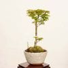 �ߺϡ����Ƭ(����������)����*���� ����ʪ ��ߤ�����ߥ���Acer momiji bonsai  �����ߺ�