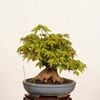 �ߺϡ���������������*����ʪ �����ǡ������ǡ�Kaede bonsai   Acer �����ߺ�