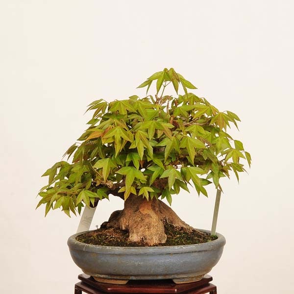 盆栽 特選：楓 現品*一点物 かえで カエデ Kaede bonsai Acer 小品盆栽