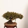 �ߺ� ���������˳�ʥ����󥫥���˸���* ����ʪ �����󤫤���  Kazura bonsai �����ߺ�
