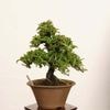 �ߺϡ��뻳ܥ(�������󤷤礦)����*����ʪ ���󥷥祦��Isozansyo��Osreomeles anthyllidifolia var. subrotunda�����ߺ�